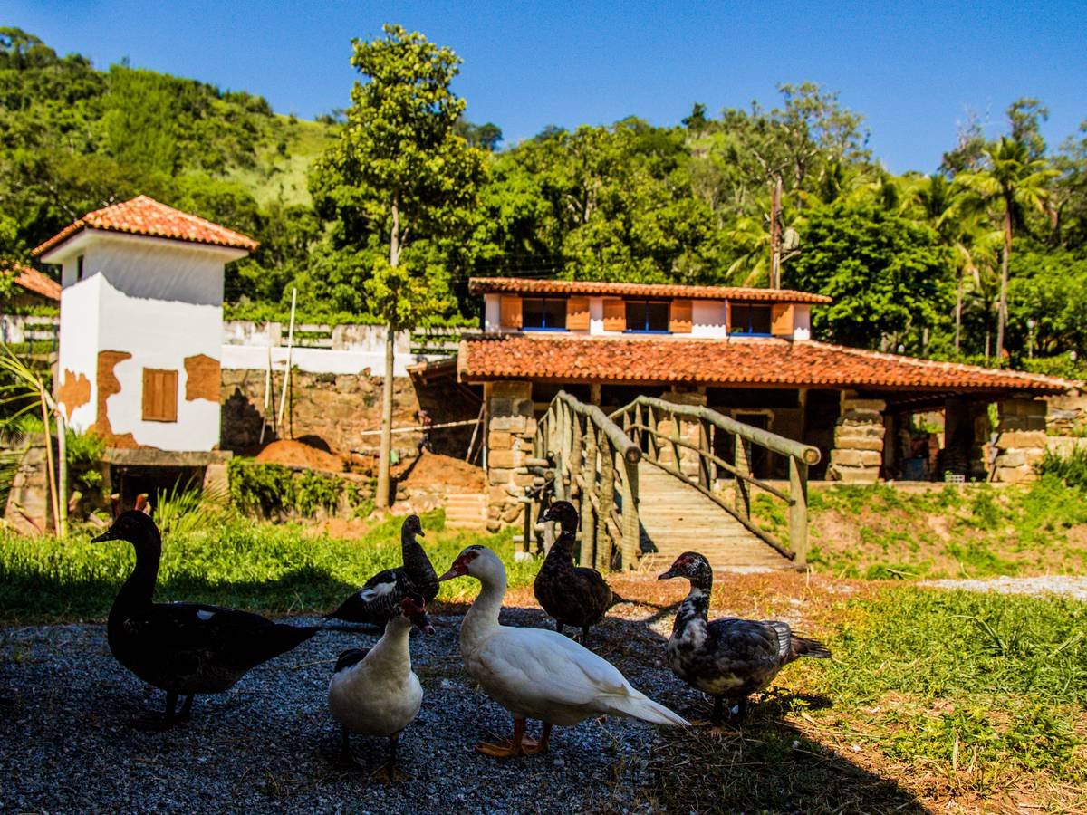 Vivência durante um passeio guiado pela fazenda